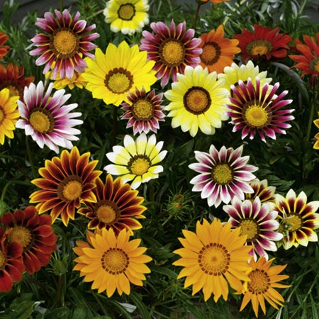 Unbranded Gazania Daybreak Mixed Plants Pack of 20