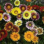 Unbranded Gazania Daybreak Mixed Plants