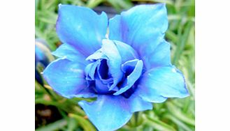 Unbranded Gentiana Plant - Eugens Allerbester