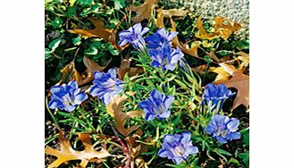 Unbranded Gentiana Plant - sino-ornata