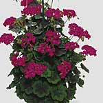 Unbranded Geranium (Climbing) Antik Plants - VIOLET