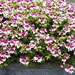 Unbranded Geranium Angel Eyes Bicolour Plants