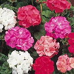 Unbranded Geranium Cabaret Mixed Easiplants 478671.htm