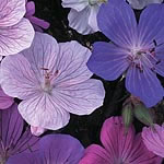 Unbranded Geranium Colour Magic Seeds 411066.htm