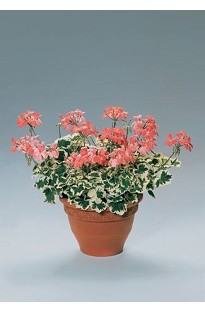 Unbranded Geranium Frank Headley x 5 young plants