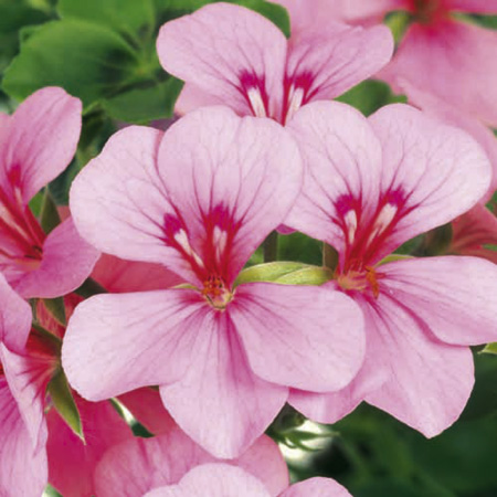 Unbranded Geranium Gerainbow Plants - WHITE Pack of 6 Pot