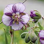 Unbranded Geranium Lavender Pinwheel 226850.htm