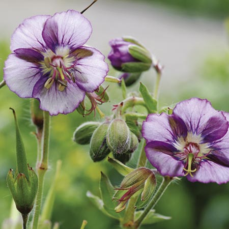 Unbranded Geranium Lavender Pinwheel (Cranes-bill) Pack