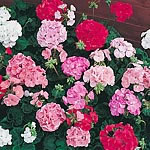 Unbranded Geranium Pastorale Mixed F2 Seeds 423885.htm