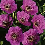 Unbranded Geranium Pink Penny