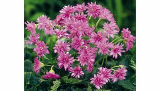 Unbranded Geranium Plant - oxonianum Southcombe Double