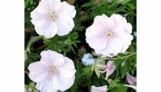 Unbranded Geranium Plant - sangineum Alba