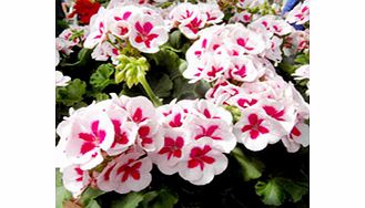 Unbranded Geranium Plants - Americana White Splash