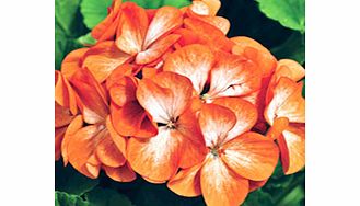 Unbranded Geranium Plants - Orange Ice F1