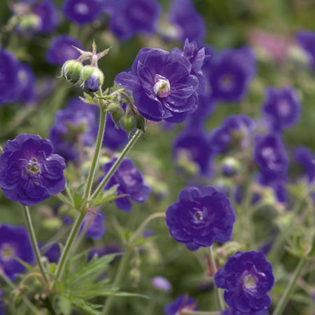 Unbranded Geranium Pratense Violacea Plena Plants Pack of