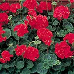 Unbranded Geranium Vista Red Garden Ready Plants