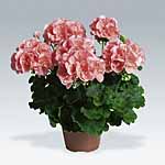 Unbranded Geranium Zonal Collection Plants 402331.htm