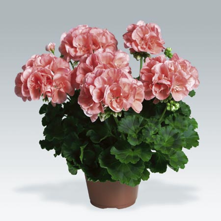 Unbranded Geranium Zonal Collection Plants Pack of 20 Pot