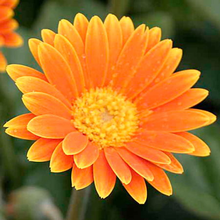 Unbranded Gerbera Garvinea Orangina Plants Pack of 3 Pot