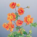 Unbranded Geum Cooky Seeds 425983.htm