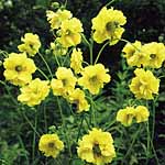 Unbranded Geum Lady Stratheden Plants