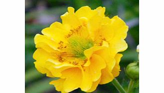 Unbranded Geum Plant - Lady Stratheden