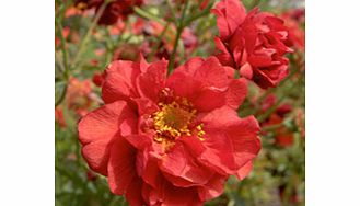 Unbranded Geum Plant - Mrs Bradshaw