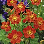 Unbranded Geum Queen of Orange Plants