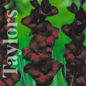 Unbranded Gladioli Black Jack Bulbs