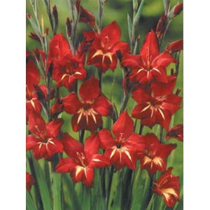 Unbranded Gladioli Claudia Nanus Bulbs