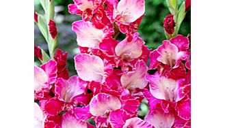 Unbranded Gladioli Corms - Twister