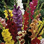 Unbranded Gladioli Large Flowered Mixed 243676.htm