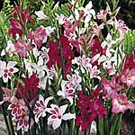 Unbranded Gladioli Nanus Mix 248738.htm