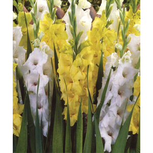 Unbranded Gladioli Northern Lights Bulbs