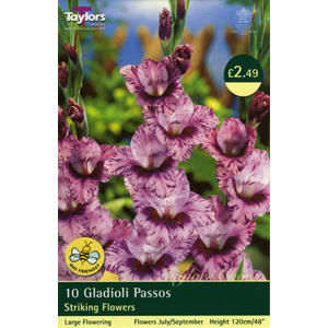 Unbranded Gladioli Passos Bulbs