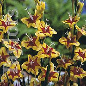 Unbranded Gladioli Stella Bulbs