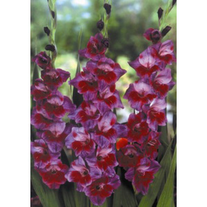 Unbranded Gladioli Velvet Eyes Bulbs
