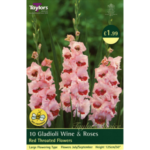 Unbranded Gladioli Wine and Roses Bulbs