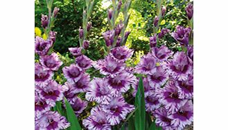 Unbranded Gladiolus Very Large-Flowered - PASSO