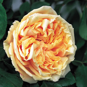 Unbranded Gloire de Dijon - Climbing Rose