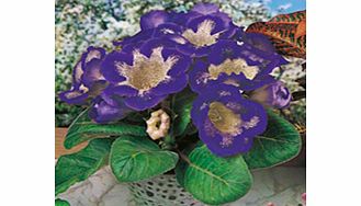 Unbranded Gloxinia Tigrina Tubers - Blue