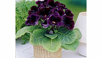 Unbranded Gloxinia Tubers - violacea