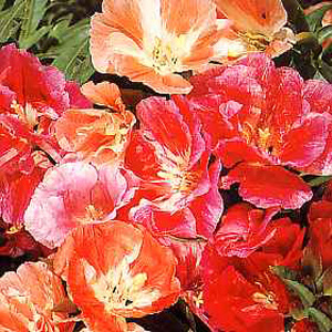 Unbranded Godetia Azalea Flowered Seeds