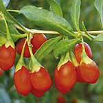 Unbranded Goji Berry Plant 481402.htm