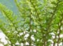 Golden Male Fern (syn. D. affinis Cristata The King)