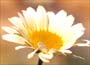 Golden Marguerite