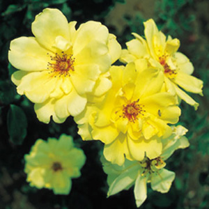 Unbranded Golden Showers - Climbing Rose