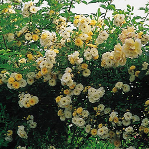 Unbranded Goldfinch - Climbing Rose ** AUTUMN PRE ORDER