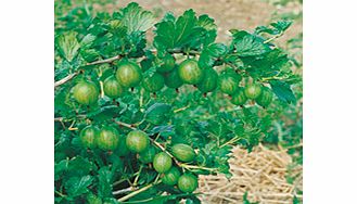 Unbranded Gooseberry Plants - Invicta