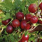 Unbranded Gooseberry Xenia 453306.htm